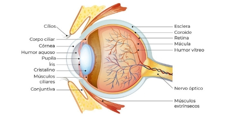 nervul optic oftalmolog
